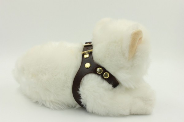 Lentes Harness
