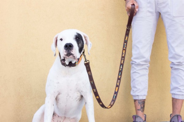 Maya Wave Leash