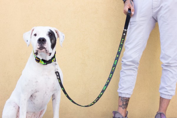 Cactus Wave Leash
