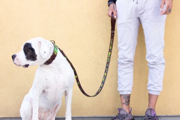 Cactus Wave Leash