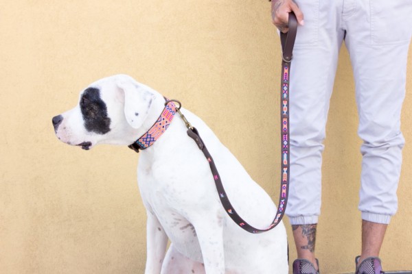 Coral Wave Leash