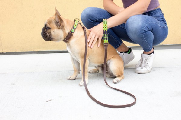 Weave Handle Cactus Leash