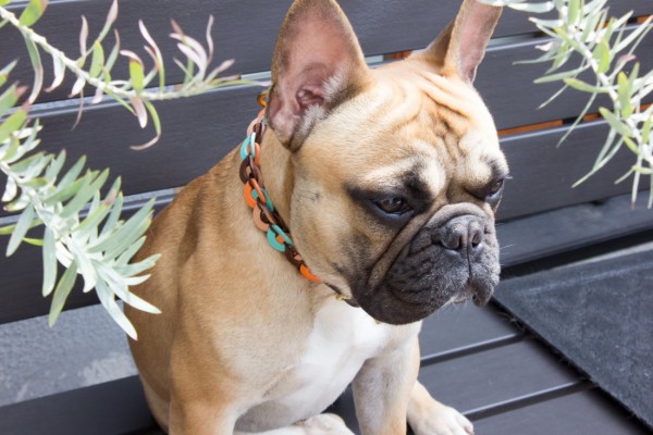 Metzi Collar